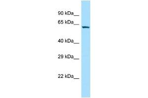 WB Suggested Anti-SOWAHC Antibody Titration: 1. (ANKRD57 antibody  (N-Term))