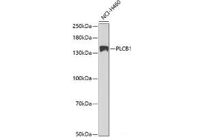 Western blot analysis of extracts of NCI-H460 cells using PLCB1 Polyclonal Antibody at dilution of 1:1000. (Phospholipase C beta 1 antibody)