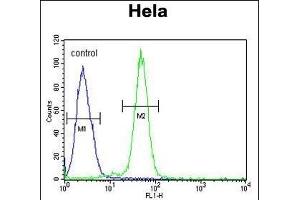 AGXT2 Antibody (C-term) (ABIN653791 and ABIN2843075) flow cytometric analysis of Hela cells (right histogram) compared to a negative control cell (left histogram). (AGXT2 antibody  (C-Term))
