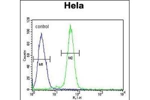 AGXT2 Antibody (C-term) (ABIN653791 and ABIN2843075) flow cytometric analysis of Hela cells (right histogram) compared to a negative control cell (left histogram). (AGXT2 antibody  (C-Term))