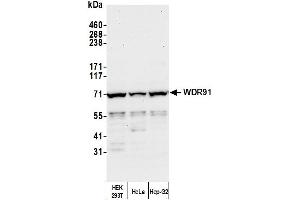 Western Blotting (WB) image for anti-WD Repeat Domain 91 (WDR91) (AA 350-400) antibody (ABIN7454761) (WDR91 antibody  (AA 350-400))