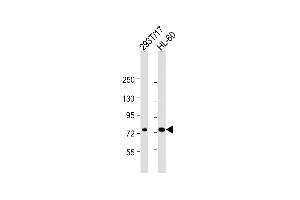 All lanes : Anti-ABCD1 Antibody (Center) at 1:2000 dilution Lane 1: 293T/17 whole cell lysate Lane 2: HL-60 whole cell lysate Lysates/proteins at 20 μg per lane. (ABCD1 antibody  (AA 257-285))