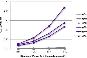 ELISA plate was coated with purified human IgGκ, IgMκ, IgAκ, IgGλ, IgMλ, and IgAλ. (Mouse anti-Human Ig (Chain lambda) Antibody (Alkaline Phosphatase (AP)))