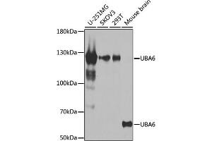 UBA6 antibody  (AA 1-260)