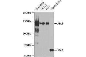 Western blot analysis of extracts of various cell lines, using UB antibody (ABIN6129502, ABIN6149769, ABIN6149771 and ABIN6223415) at 1:1000 dilution. (UBA6 antibody  (AA 1-260))