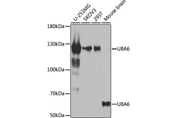 UBA6 antibody  (AA 1-260)
