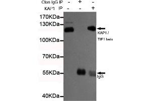 Immunoprecipitation analysis of Hela cell lysates using K / TIF1 beta mouse mAb. (KAP1 antibody)