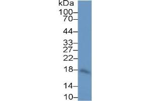 Western Blotting (WB) image for Interleukin 10 (IL10) ELISA Kit (ABIN6574129)