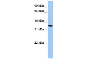 Annexin A8-Like 2 antibody used at 1 ug/ml to detect target protein. (ANXA8L2 antibody  (Middle Region))