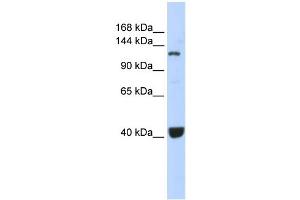 WB Suggested Anti-PIWIL1 Antibody Titration:  0. (PIWIL1 antibody  (Middle Region))