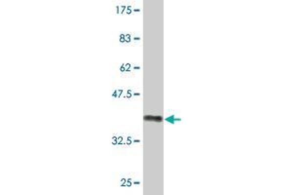 NAALADL2 antibody  (AA 696-795)