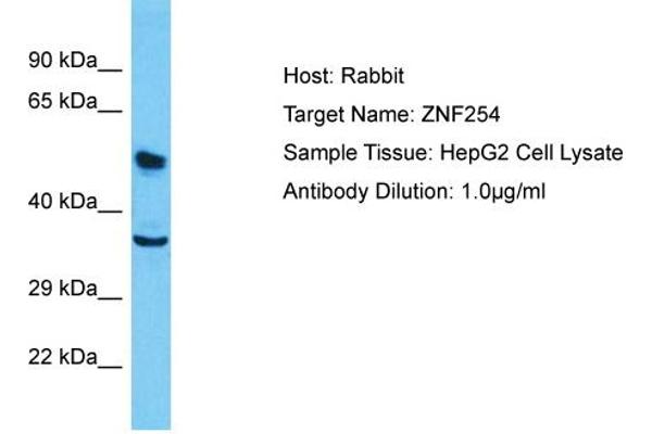 ZNF254 antibody  (Middle Region)