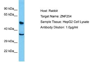 Host: Rabbit Target Name: ZNF254 Sample Type: HepG2 Whole Cell lysates Antibody Dilution: 1. (ZNF254 antibody  (Middle Region))