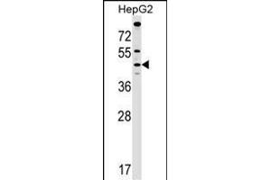 MCAT Antibody (C-term) (ABIN1537120 and ABIN2848904) western blot analysis in HepG2 cell line lysates (35 μg/lane). (MCAT antibody  (C-Term))