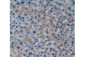 Used in DAB staining on fromalin fixed paraffin-embedded Liver tissue (ITFG1 antibody  (AA 55-306))