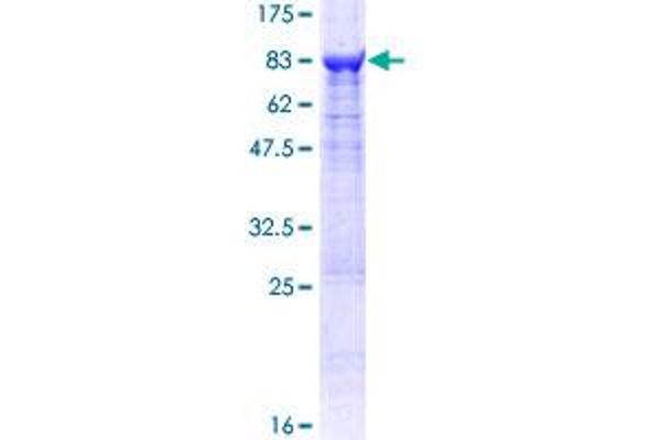 MSTO1 Protein (AA 1-570) (GST tag)