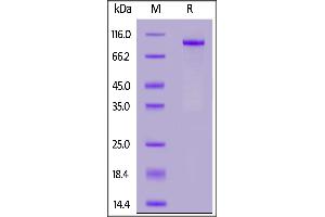 SDS-PAGE (SDS) image for Notch 1 (NOTCH1) (AA 19-526) (Active) protein (Fc Tag) (ABIN7013576)