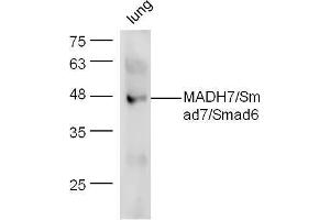 Mouse lung lysate probed with Anti-Smad7 + Smad6 Polyclonal Antibody  at 1:5000 90min in 37˚C.