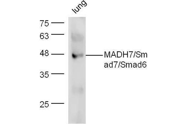 SMAD7 antibody  (AA 1-100)
