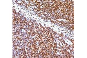 IHC staining of human tonsil with SUMO1 antibody (clone S1MT-2). (SUMO1 antibody)
