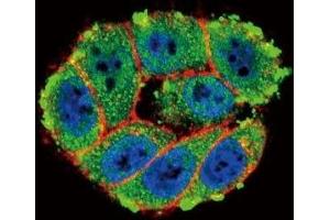 Confocal immunofluorescent analysis of PKC alpha antibody with HeLa cells followed by Alexa Fluor 488-conjugated goat anti-rabbit lgG (green). (PKC alpha antibody  (AA 299-329))