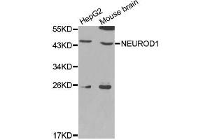 Western blot analysis of extracts of various cell lines, using NEUROD1 antibody (ABIN5970495) at 1/1000 dilution. (NEUROD1 antibody)