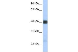 WB Suggested Anti-SGCB Antibody Titration:  0. (SGCB antibody  (Middle Region))