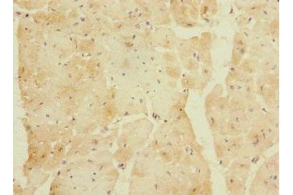 LYRM5 antibody  (AA 1-88)