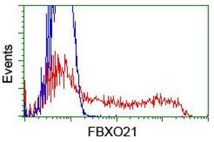 HEK293T cells transfected with either RC223095 overexpress plasmid (Red) or empty vector control plasmid (Blue) were immunostained by anti-FBXO21 antibody (ABIN2455368), and then analyzed by flow cytometry. (FBXO21 antibody)