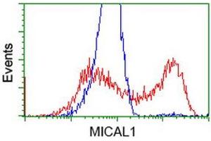 Flow Cytometry (FACS) image for anti-Microtubule Associated Monoxygenase, Calponin and LIM Domain Containing 1 (MICAL1) antibody (ABIN1499464) (MICAL1 antibody)