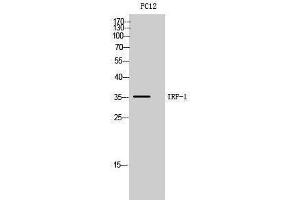 Western Blotting (WB) image for anti-Interferon Regulatory Factor 1 (IRF1) (Internal Region) antibody (ABIN3181494) (IRF1 antibody  (Internal Region))