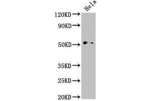Western Blot Positive WB detected in: Hela whole cell lysate All lanes: NR0B1 antibody at 2. (PPP1R9A antibody  (AA 1-243))