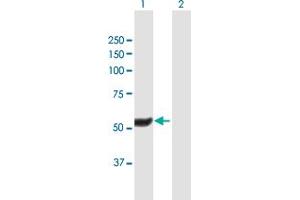 Western Blot analysis of HEXDC expression in transfected 293T cell line by HEXDC MaxPab polyclonal antibody. (HEXDC antibody  (AA 1-493))