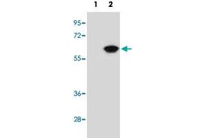 Western blot analysis of NAP1L1 (arrow) using NAP1L1 polyclonal antibody .