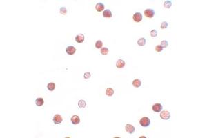 Immunohistochemistry (IHC) image for anti-NLR Family, Pyrin Domain Containing 11 (NLRP11) (C-Term) antibody (ABIN1030531) (NLRP11 antibody  (C-Term))