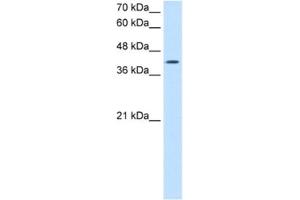 Western Blotting (WB) image for anti-Actin-Related Protein 2 (ACTR2) antibody (ABIN2462917) (ACTR2 antibody)