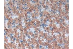 Immunohistochemistry (IHC) image for anti-Oxidized Low Density Lipoprotein (Lectin-Like) Receptor 1 (OLR1) (AA 51-314) antibody (ABIN7434218)