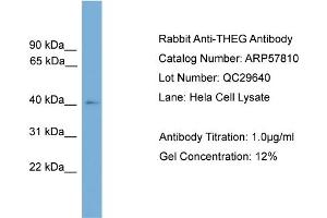 WB Suggested Anti-THEG  Antibody Titration: 0. (THEG antibody  (Middle Region))