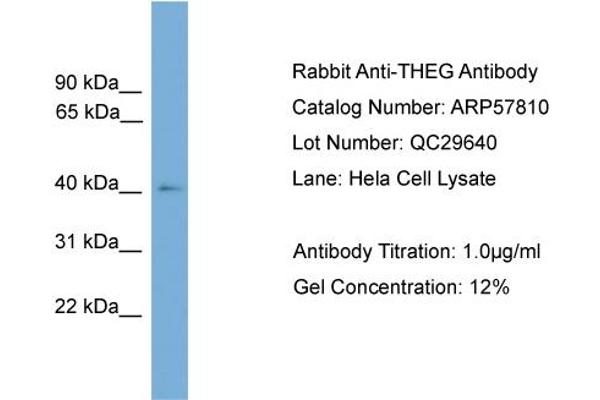 THEG antibody  (Middle Region)