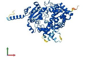 AlphaFold protein structure predicition of Human Recombinant CYP3A7 Protein, UniprotID P24462