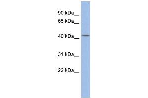 WB Suggested Anti-DPF2 Antibody Titration: 0. (DPF2 antibody  (Middle Region))