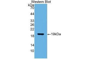 Western Blotting (WB) image for anti-Biglycan (BGN) (AA 49-182) antibody (ABIN1176713) (Biglycan antibody  (AA 49-182))