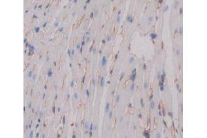 Used in DAB staining on fromalin fixed paraffin- embedded Kidney tissue (CDH15 antibody  (AA 60-374))