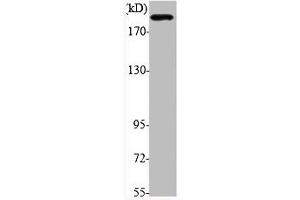 Western Blot analysis of various cells using Phospho-IRS-1 (S794) Polyclonal Antibody (IRS1 antibody  (pSer794))