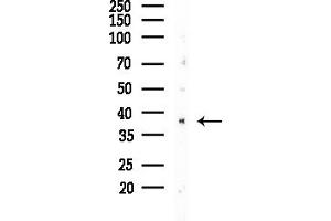 anti-POU Domain, Class 4, Transcription Factor 3 (POU4F3) (Internal Region) antibody