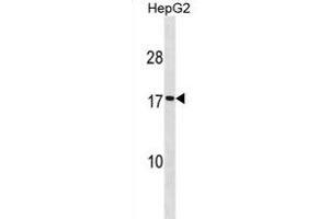 SEC11A Antibody (Center) (ABIN1881776 and ABIN2838974) western blot analysis in HepG2 cell line lysates (35 μg/lane). (SEC11A antibody  (AA 95-123))