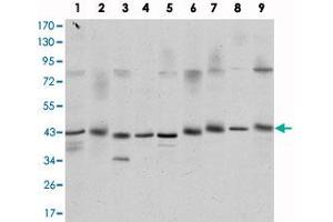 Western blot analysis using CREB1 monoclonal antibody, clone 5G3  against K-562 (1) , Jurkat (2) , L1210 (3) , HEK293 (4) , A-431 (5) , HeLa (6) , COS-7 (7) , PC-12 (8) , and NIH/3T3 (9) cell lysate. (CREB1 antibody)