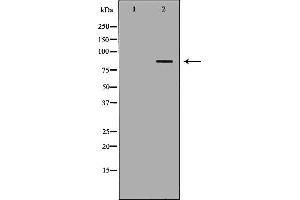 Western blot analysis of Mouse spleen lysate, using FOXM1 Antibody. (FOXM1 antibody  (N-Term))