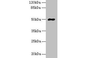 Western blot All lanes: FAM69A antibody at 8 μg/mL + HepG2 whole cell lysate Secondary Goat polyclonal to rabbit IgG at 1/10000 dilution Predicted band size: 50, 19 kDa Observed band size: 50 kDa (FAM69A antibody  (AA 49-162))