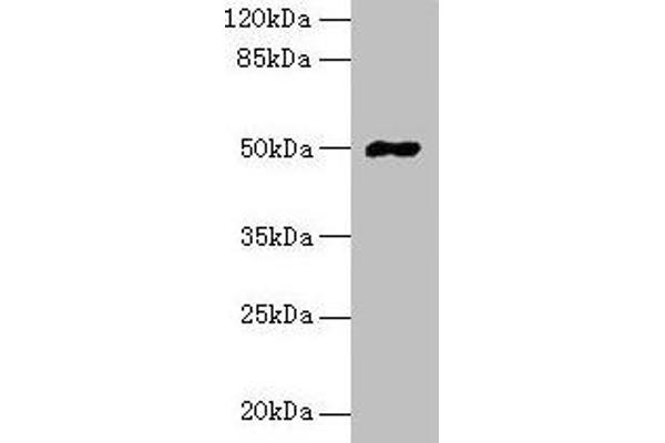 FAM69A anticorps  (AA 49-162)